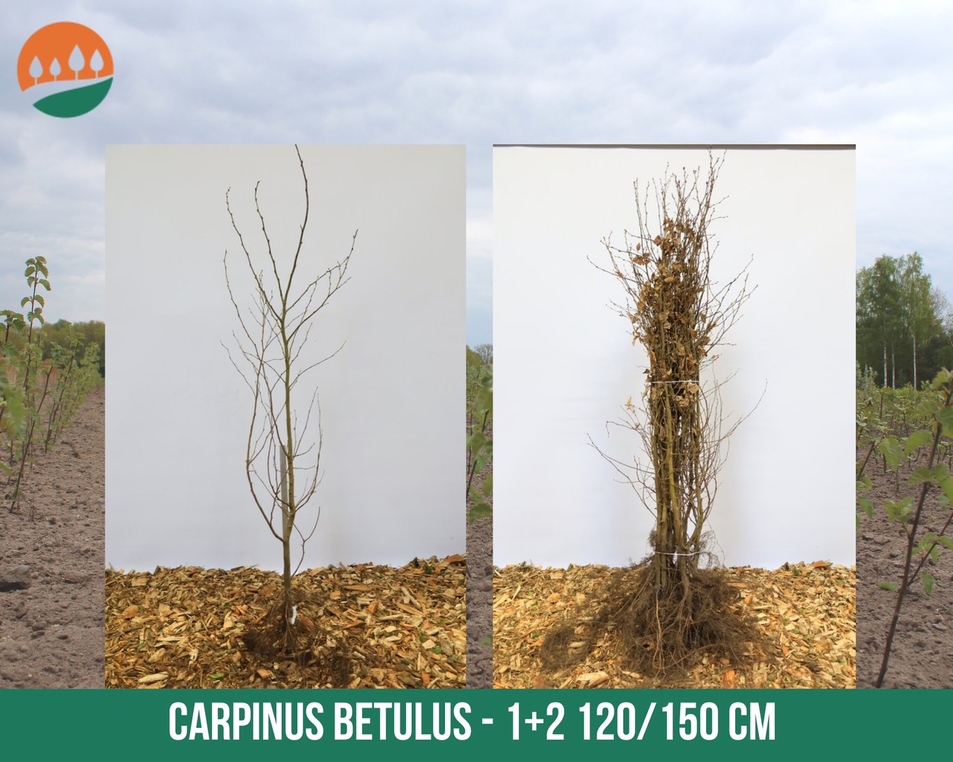 Carpinus betulus - 120-150 CM bare root 1/2
